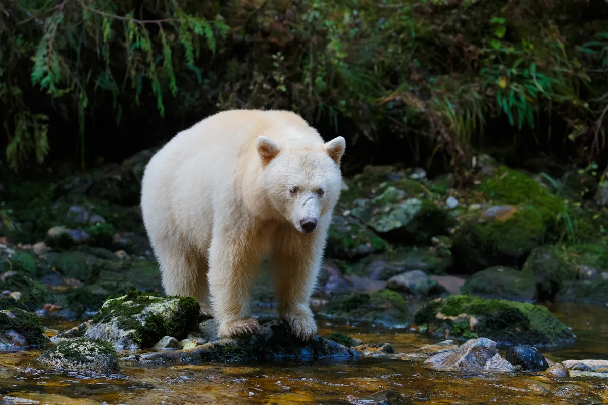Spirit bear aka kermode bear hunting for salmon in Canada's Great Bear Rainforest