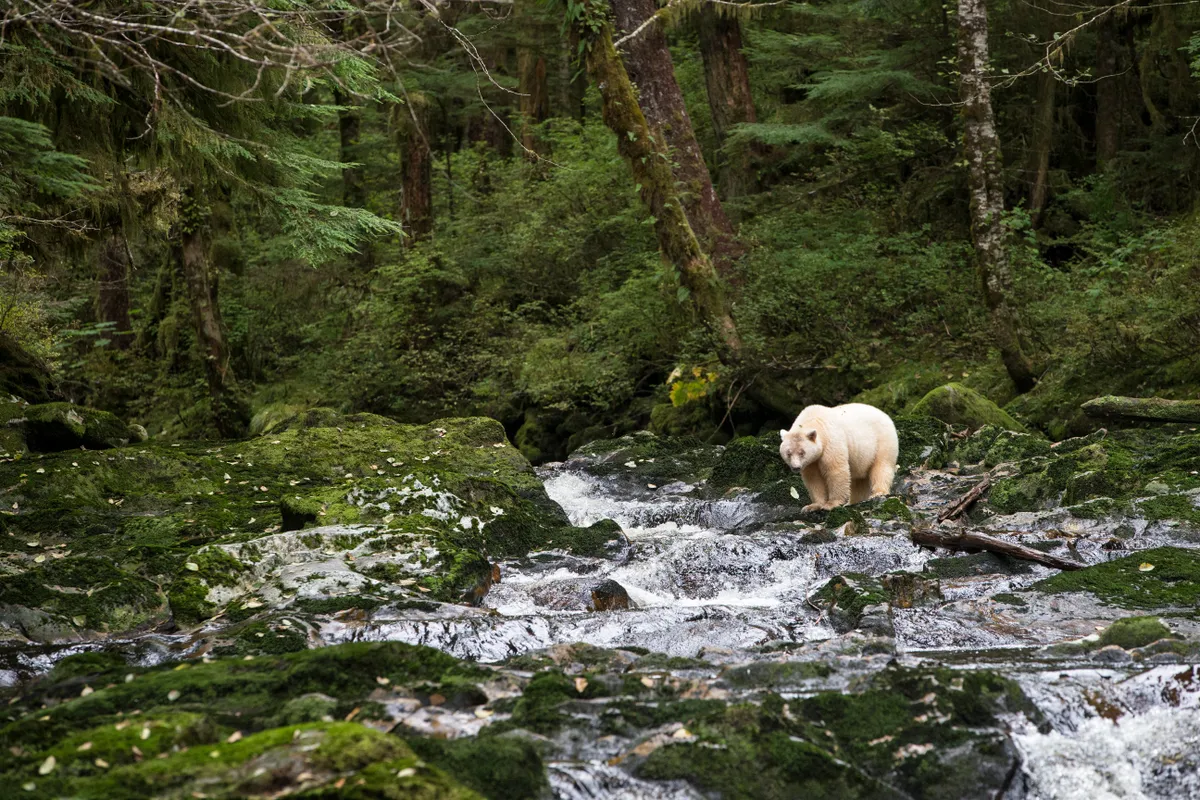 Spirit bear (Ursus americanus kermodei), female, Great Bear Rainforest, British Columbia, Canada