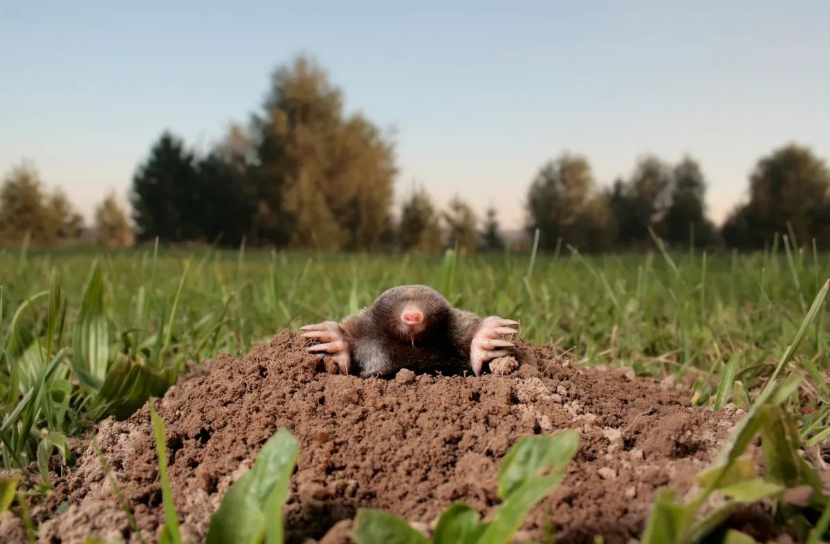 Mole emerging from its molehill in a field