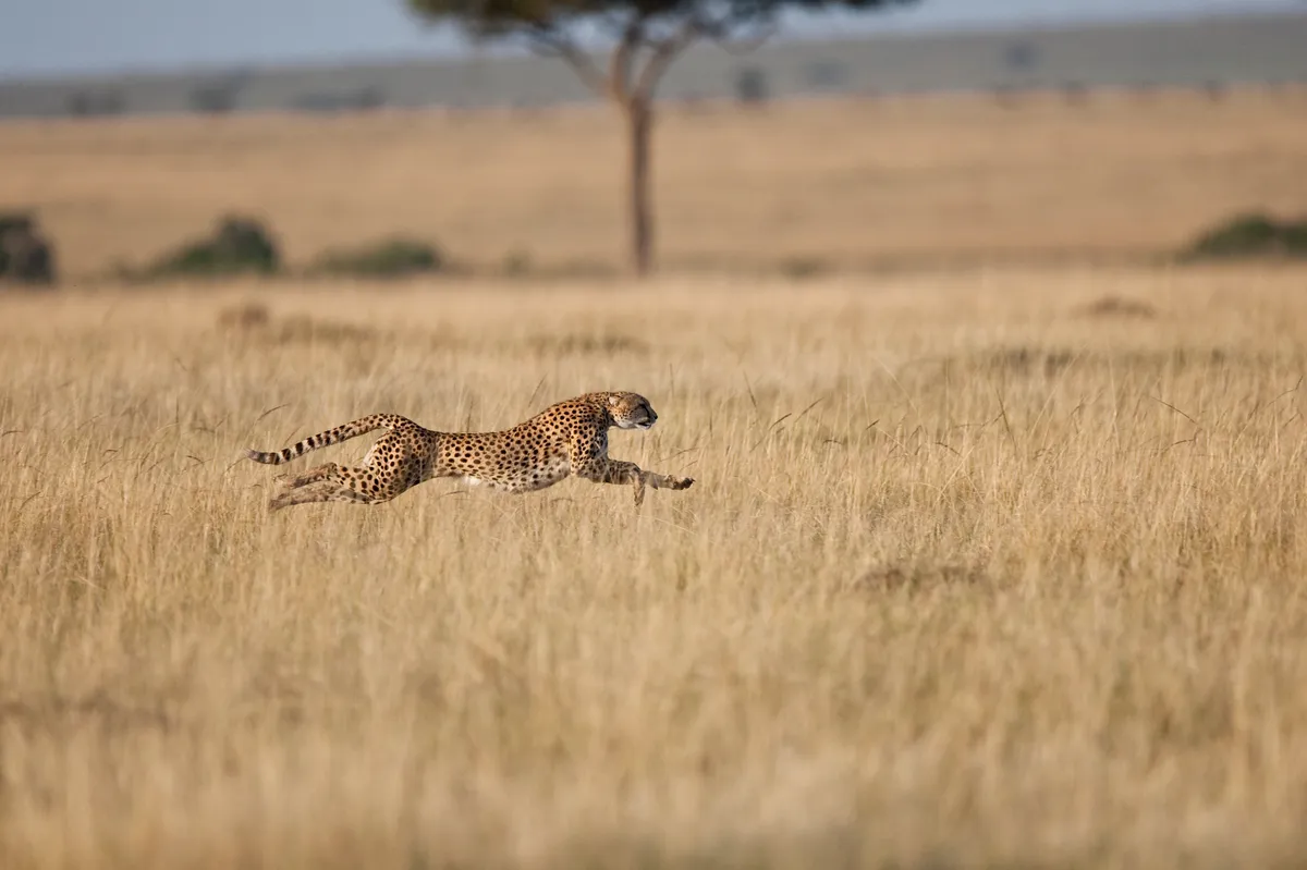 A cheetah can reach speeds of up to 87kph. © Mike Powles/Getty