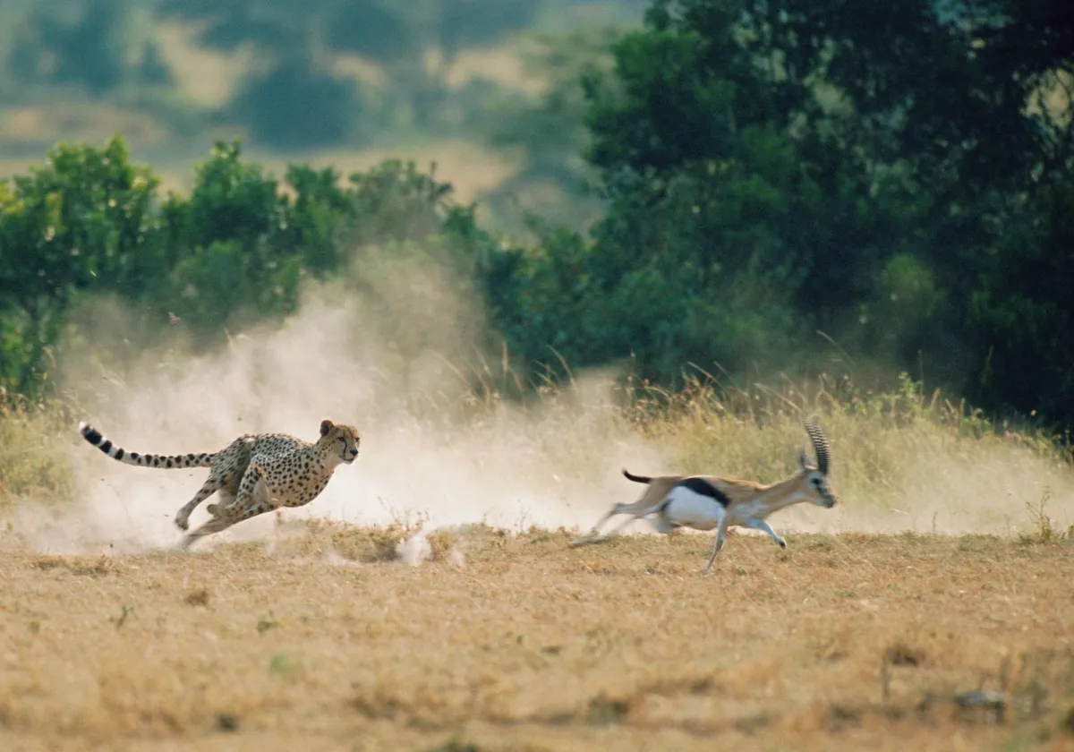 Леопард охотится на антилопу. Гепард бежит. Гепард в прыжке. Животные бегут. Движение первых дикая природа