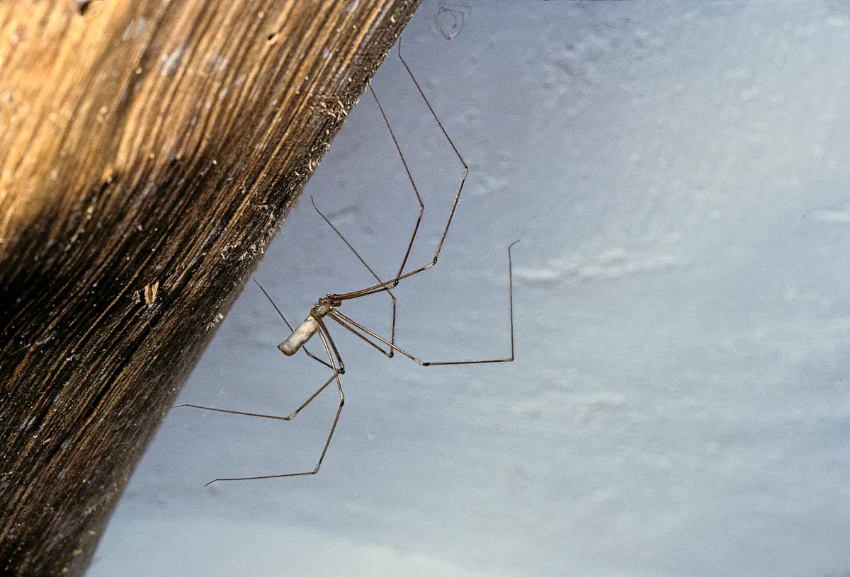 Pholcid spider aka cellar spider or daddy long legs spider