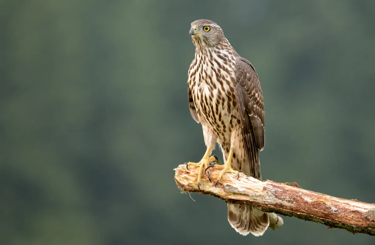 Young goshawk (Accipiter gentilis) perched on an exposed branch