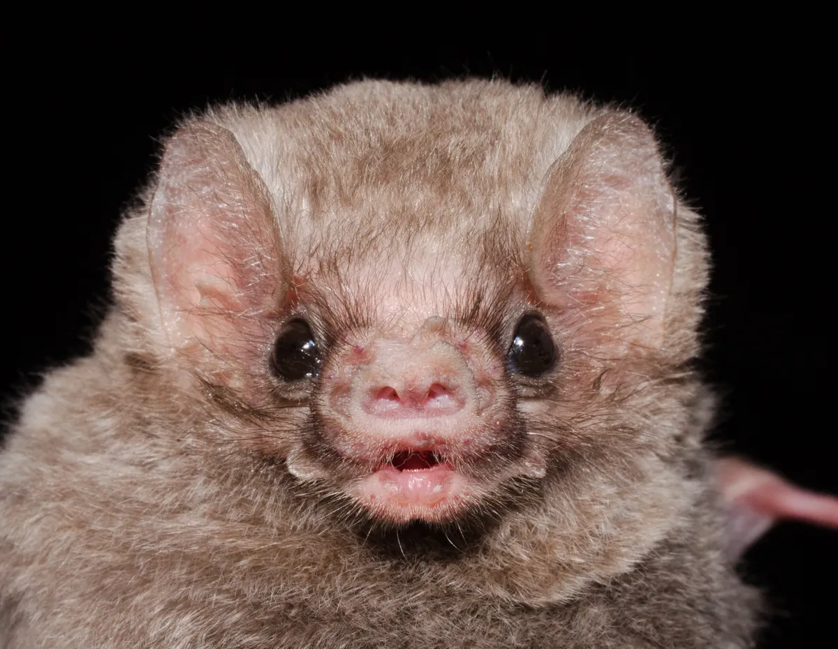 The hairy-legged vampire bat (Diphylla ecaudata). © Gabriel Mendes/Getty