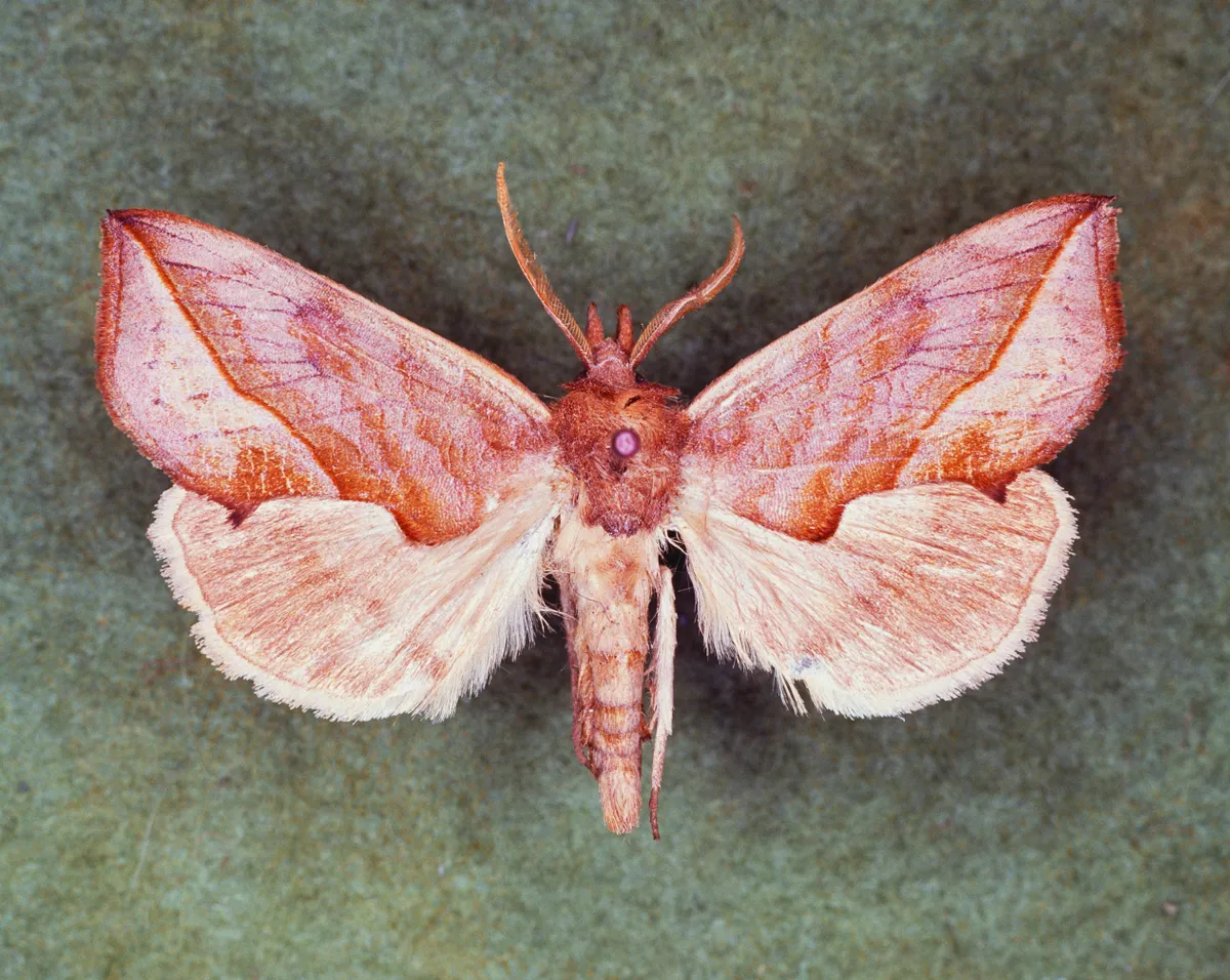 A pinned vampire moth. © DeAgostini/Getty