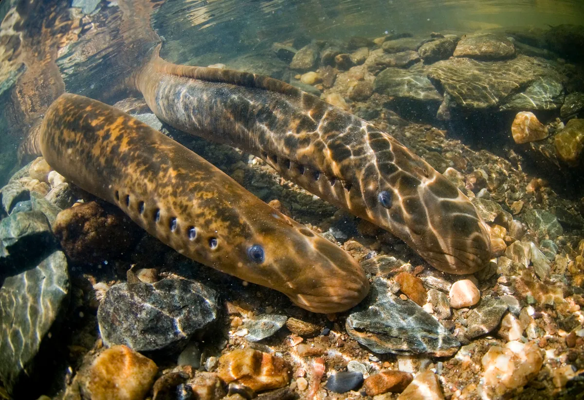 Sea lamprey spawning in the Susquehanna River Watershed, USA. © Jay Fleming/Getty