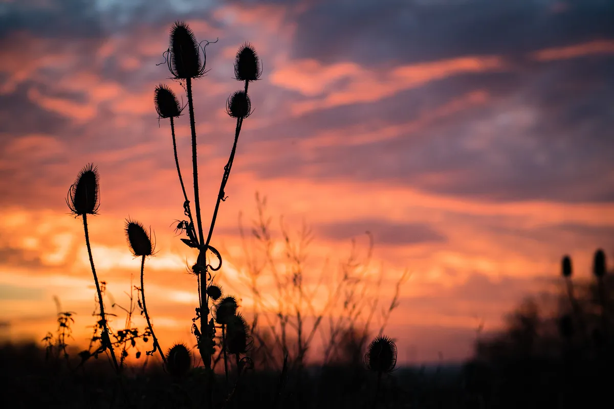 Teasel at sunset/Credit: Getty Images
