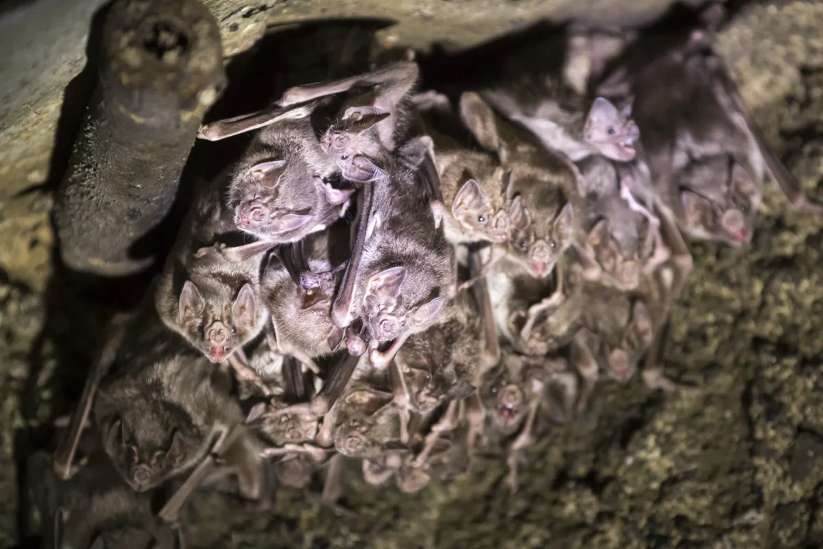 A colony of white-winged vampire bats (Diaemus youngi) in Rock Garden Tunnel, Jardin, Antioquia, Colombia. © Daniel Romero/VWPics/Universal Images Group/Getty