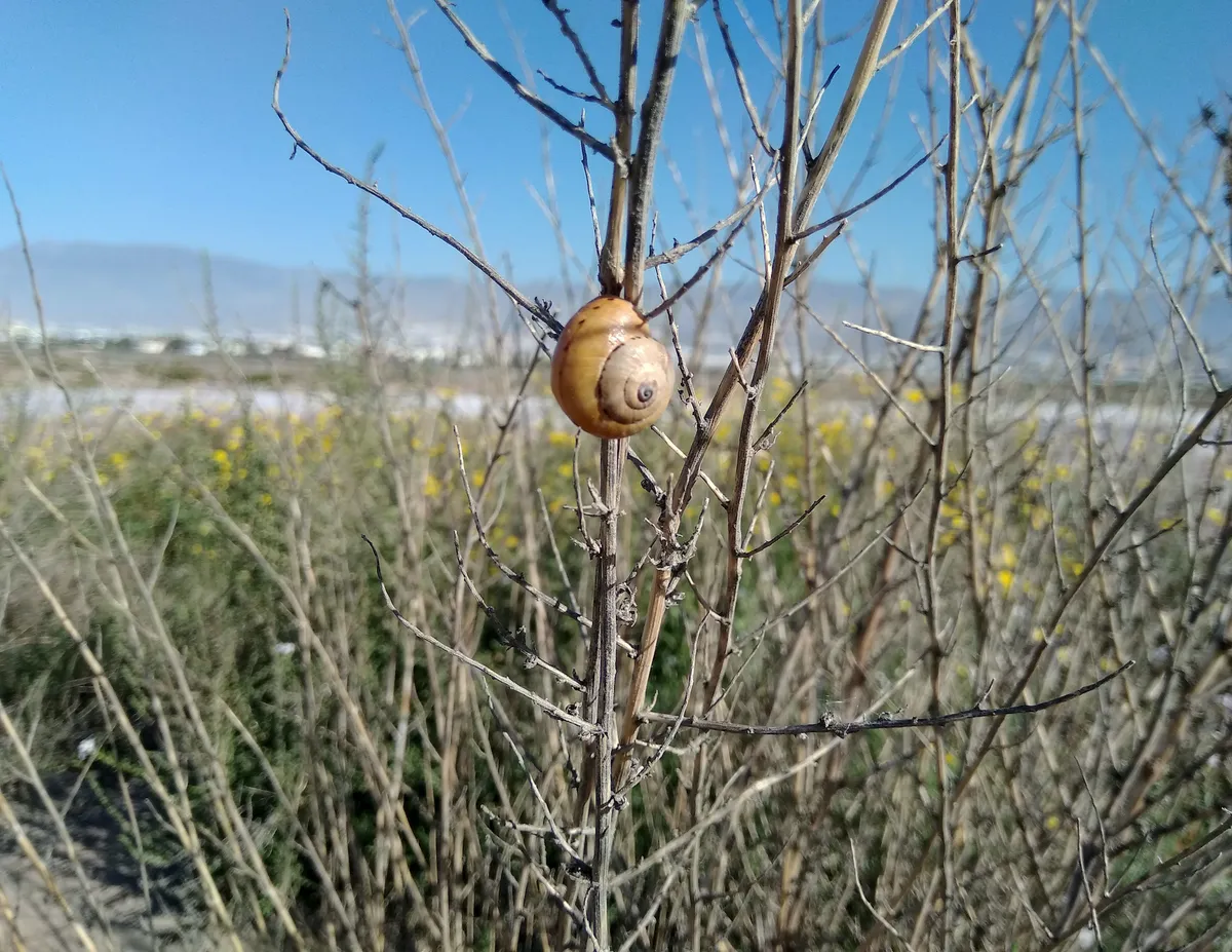 Snails in aestivation spring