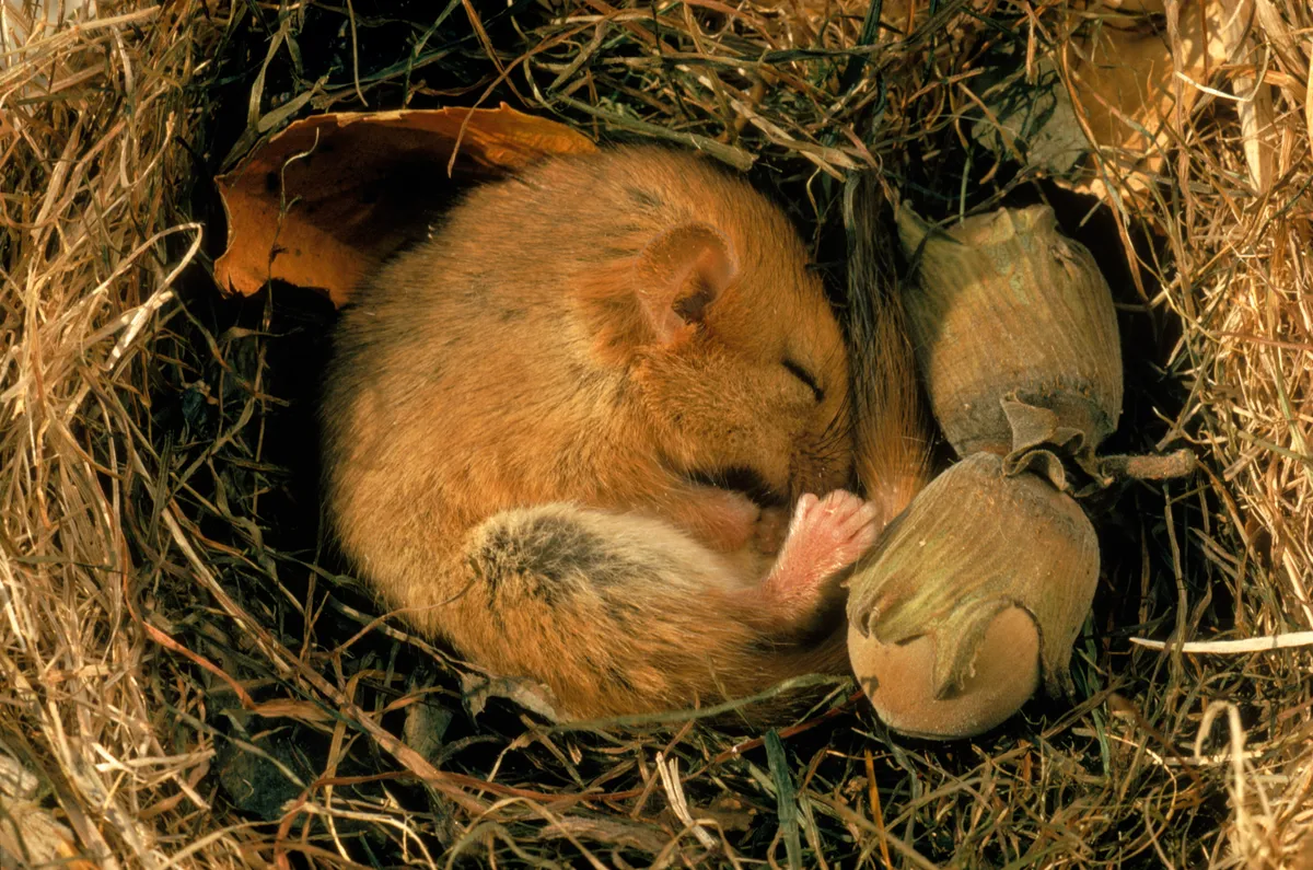 Common dormouse (Muscardinus avellanarius) curled up asleep in nest with hazel nuts