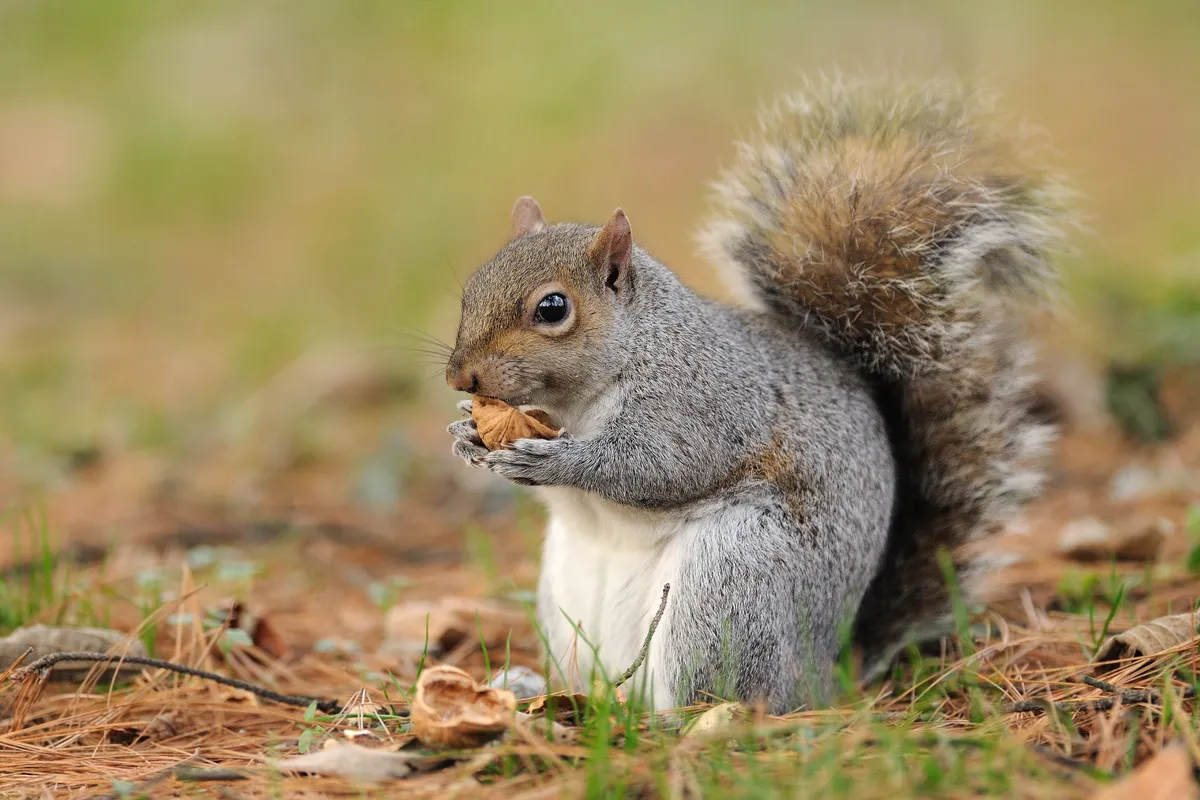 Grey squirrel with nuts