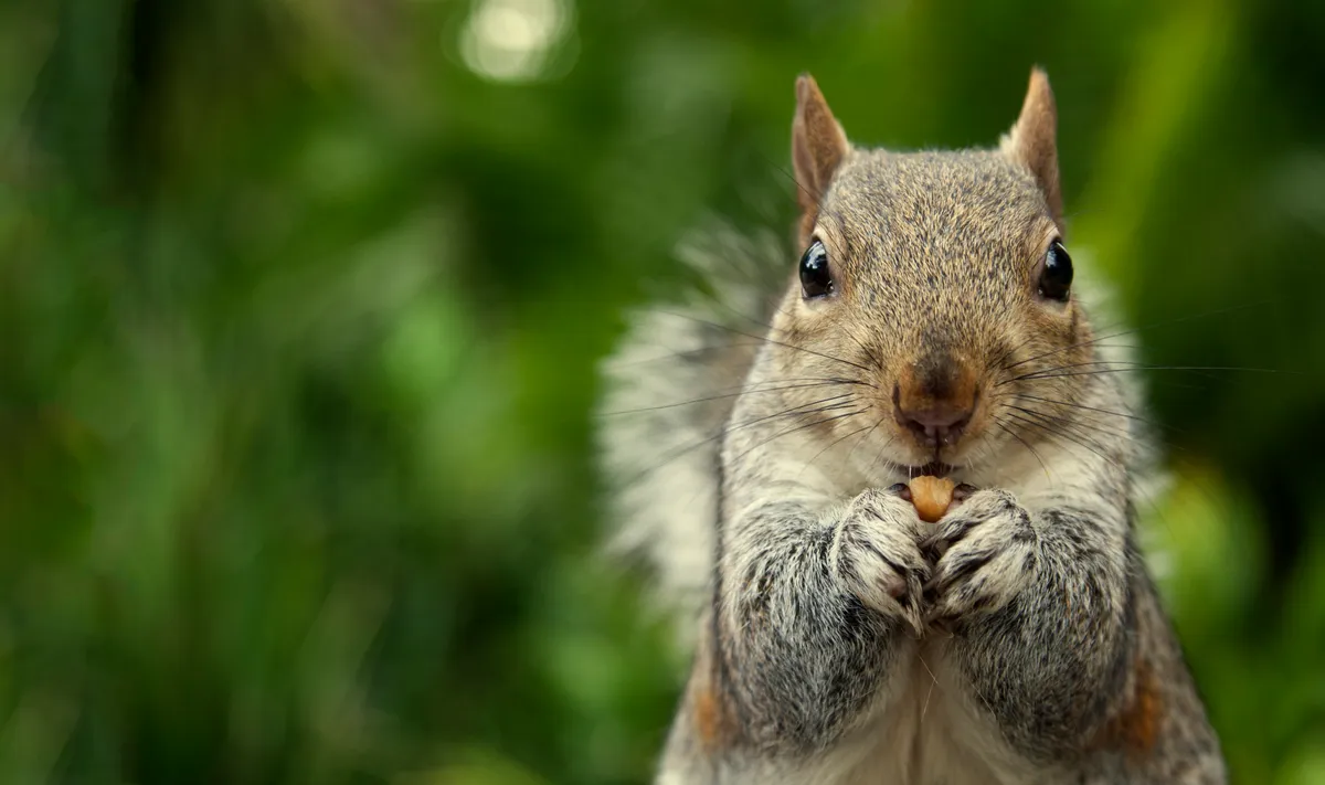 Grey squirrel (Sciurus carolinensis) eating a nut in a park
