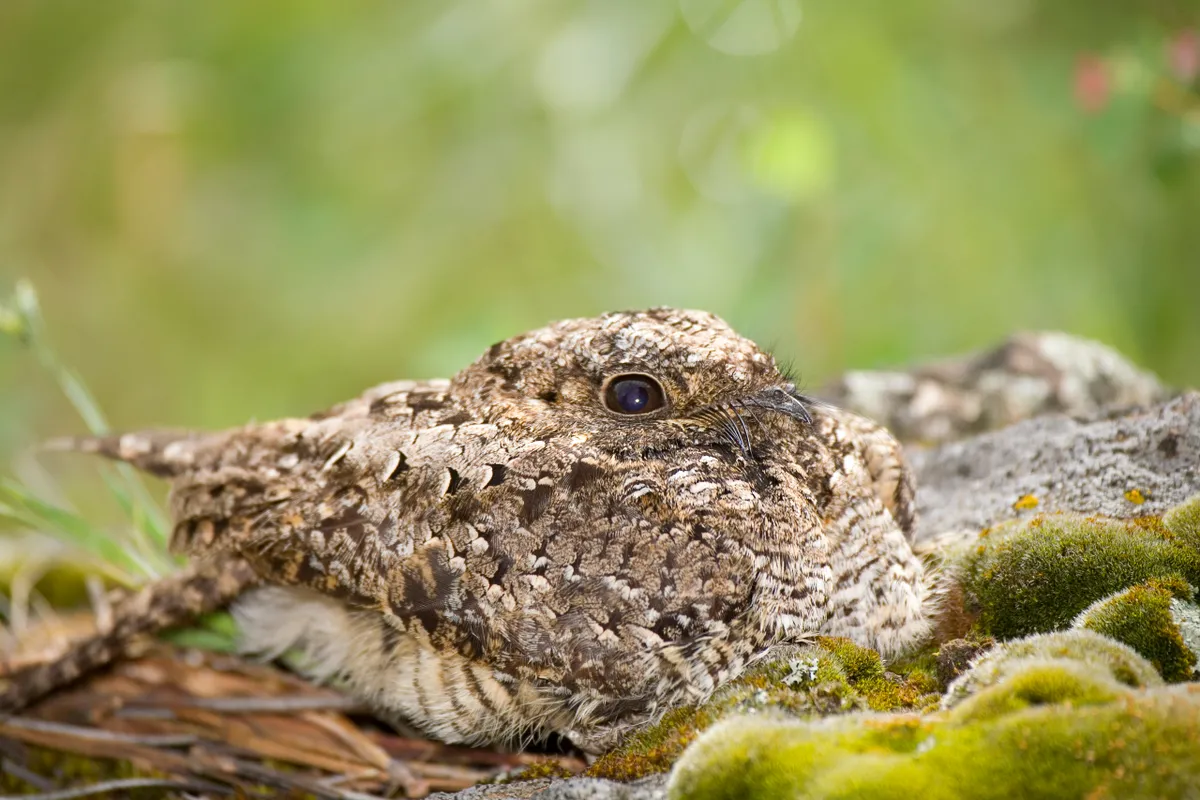 Common Poorwill camouflaged on rock