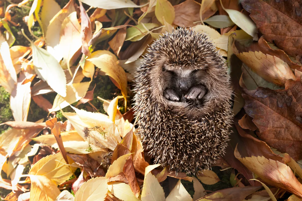 A baby hedgehog born too late to have enough fat reserves for hibernation.