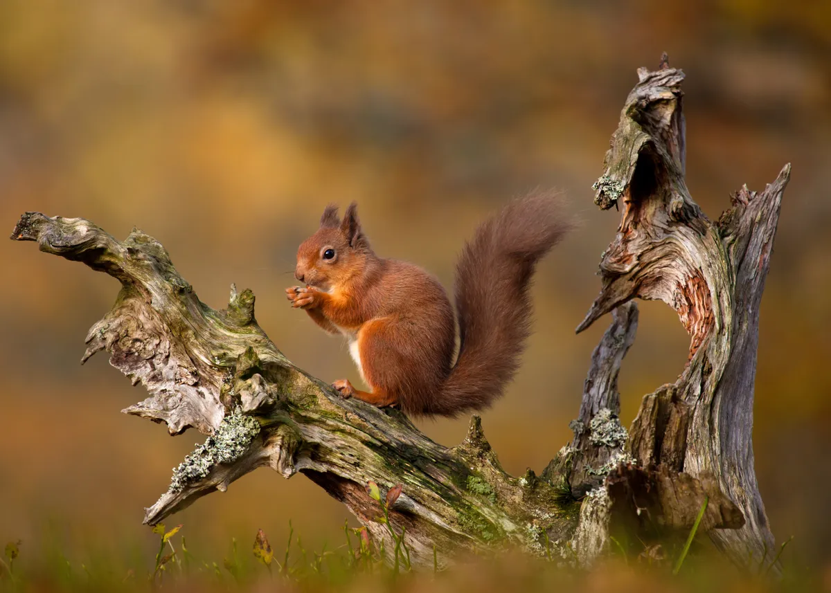 Eurasian red squirrel (Sciurus vulgaris) sitting on an old tree trunk and eating nuts in the Cairngorms, Scottish Highlands.