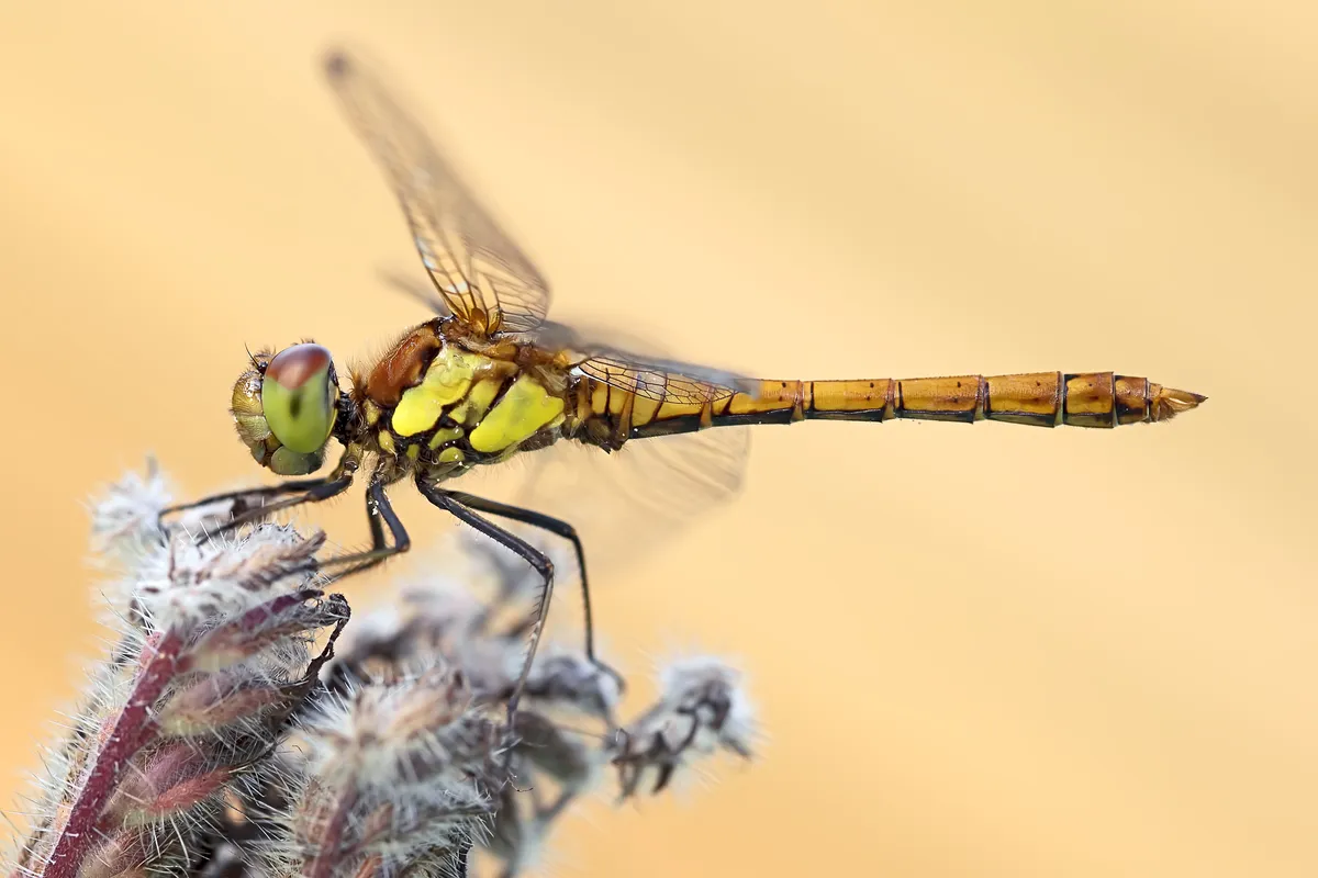 Side view of a beautiful dragonfly resting on a plant