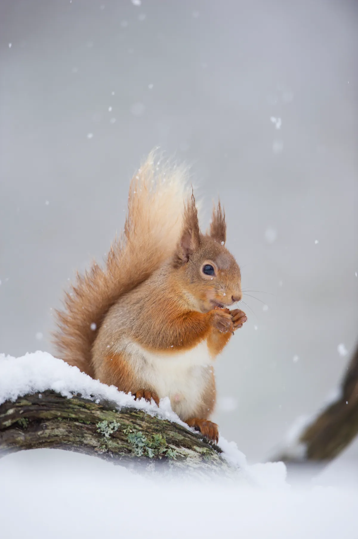 Red squirrel with nuts in mouth in the snow
