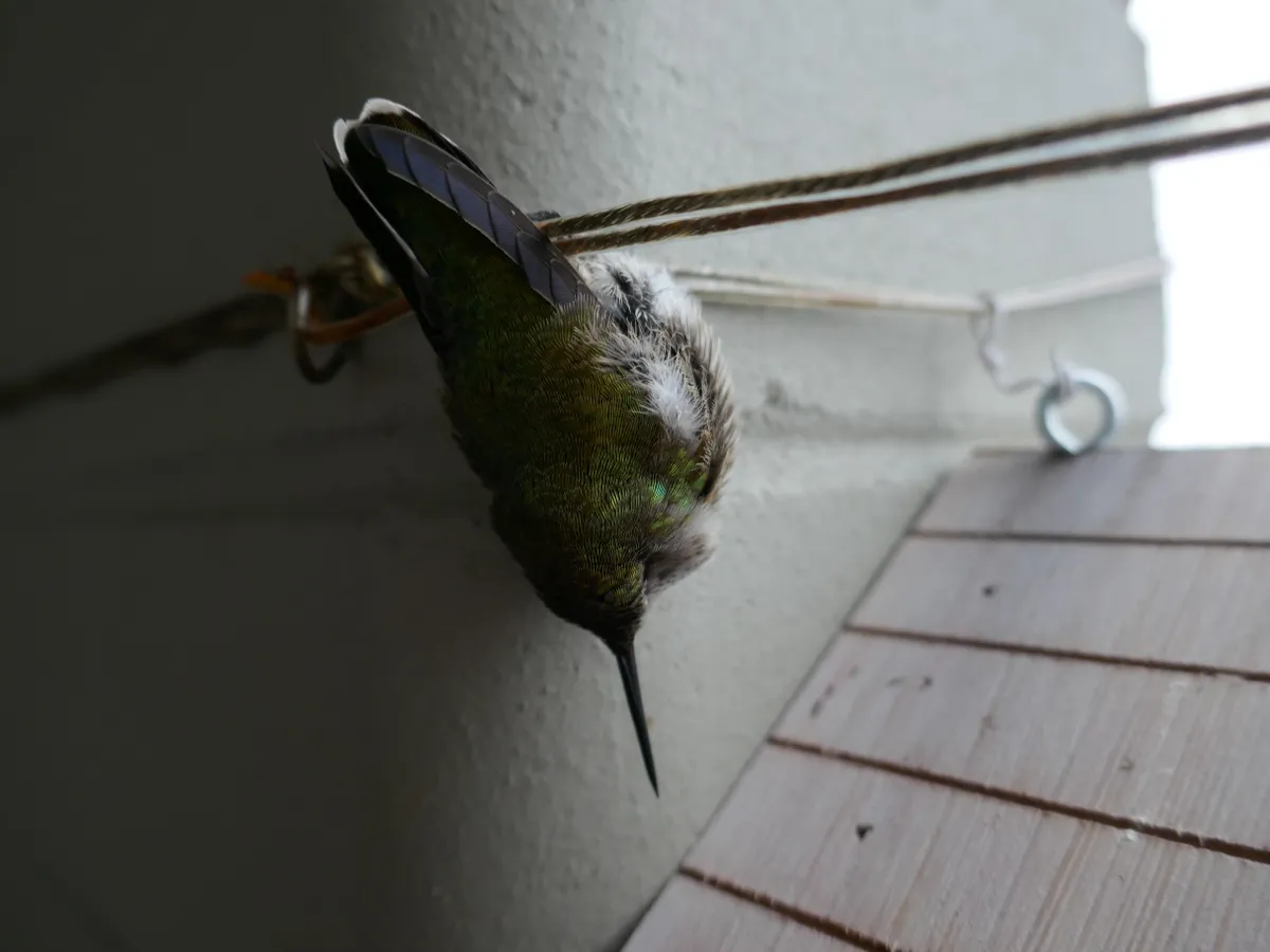 A hummingbird in torpor.