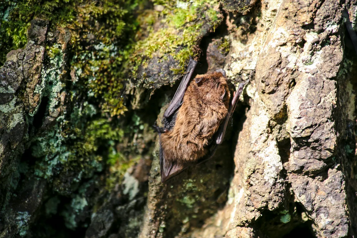 Common Pipistrelle Bat (Pipistrellus pipistrellus) asleep on a tree