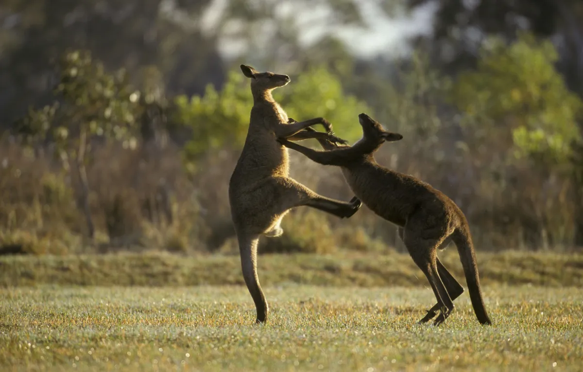Boxing male eastern grey kangaroos (Macropus giganteus)