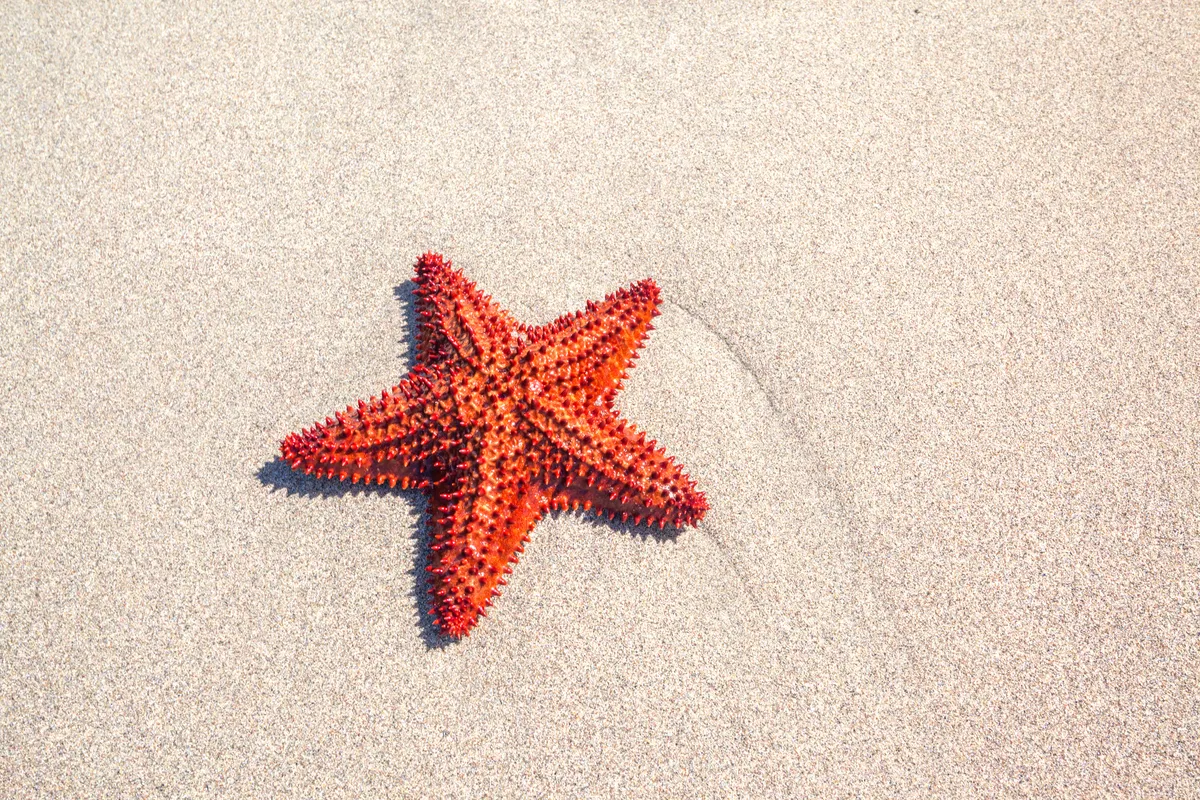 Red starfish on sand in Martinique, Caribbean
