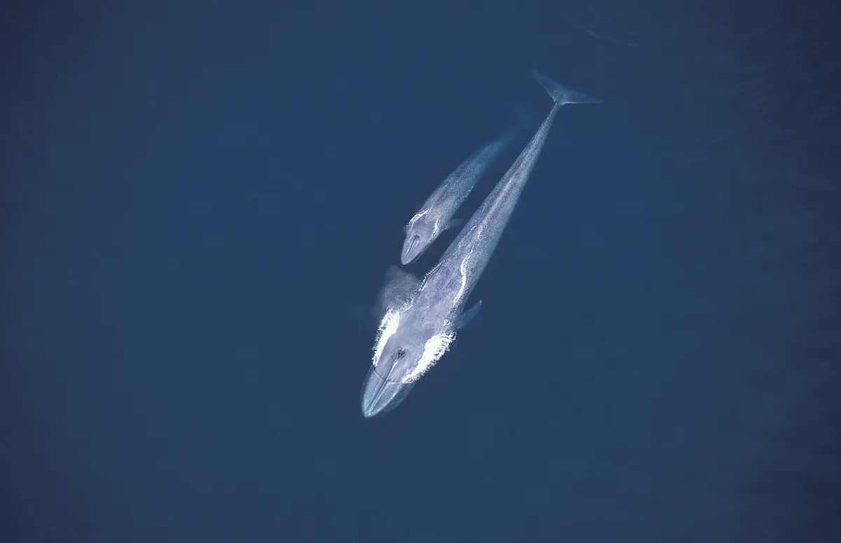 Blue whale mother and calf (Balaenoptera musculus). Aerial view of surfacing pair. Sea of Cortez (Gulf of California), Baja California, Mexico (Pacific coast)