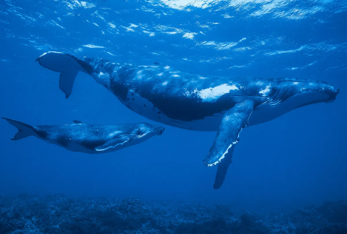 Humpback Whale (Megaptera novaeangliae) mother and calf in Polynesia
