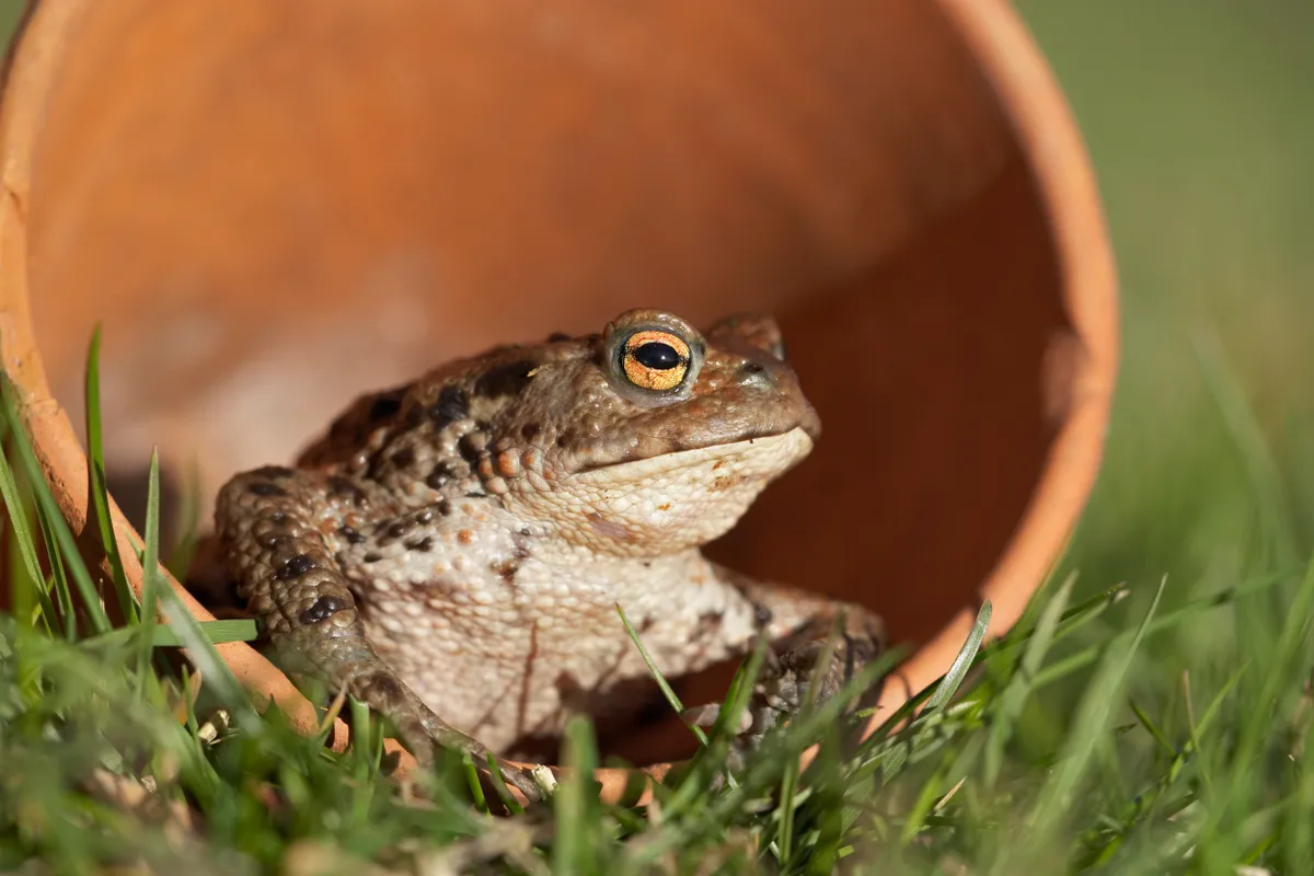 Common toad (Bufo bufo) sat in a clay flower pot