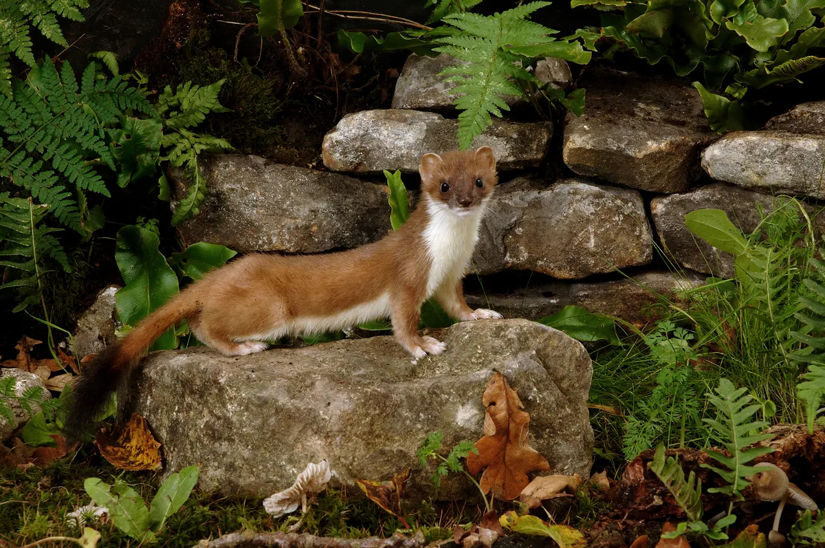 Stoat (Mustela erminea) showing off its characteristic black-tipped tail