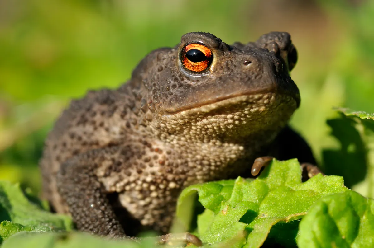 A common toad (Bufo bufo) sitting on a leaf with its mouth closed