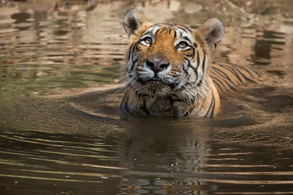 Bengal tiger swimming in Ranthambhore National Park, India. © Andy Rouse/Getty 