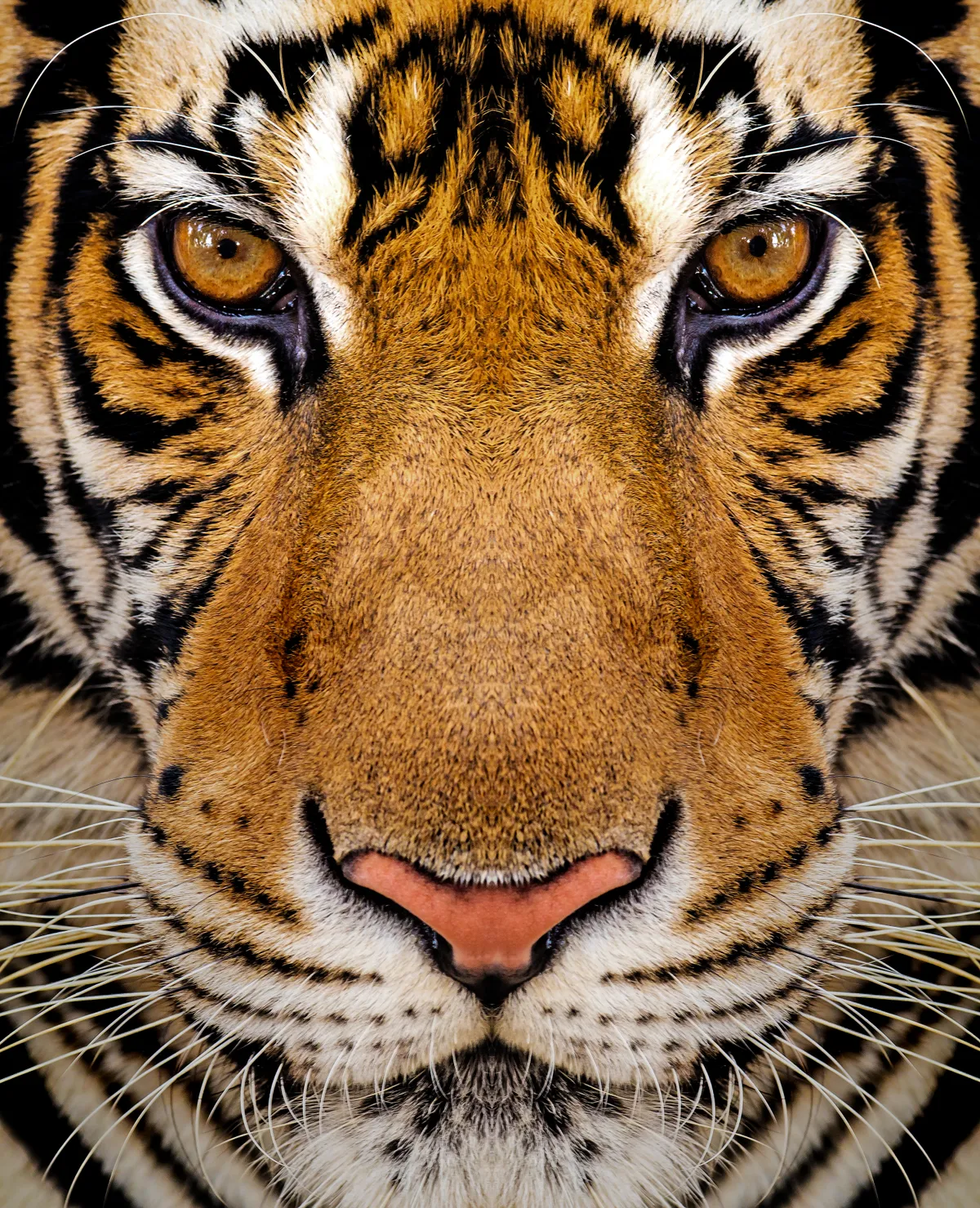 Tiger guide: species facts, how they hunt and where to see in the