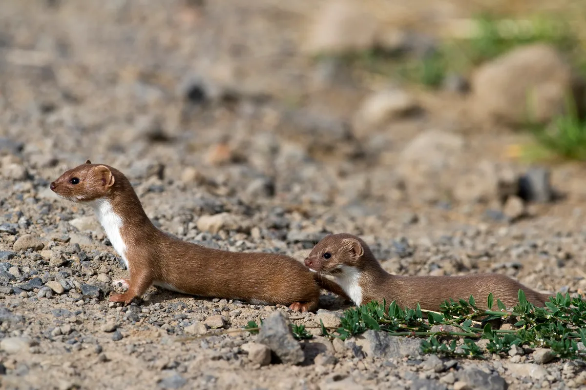 Adult weasel leading its young across a path