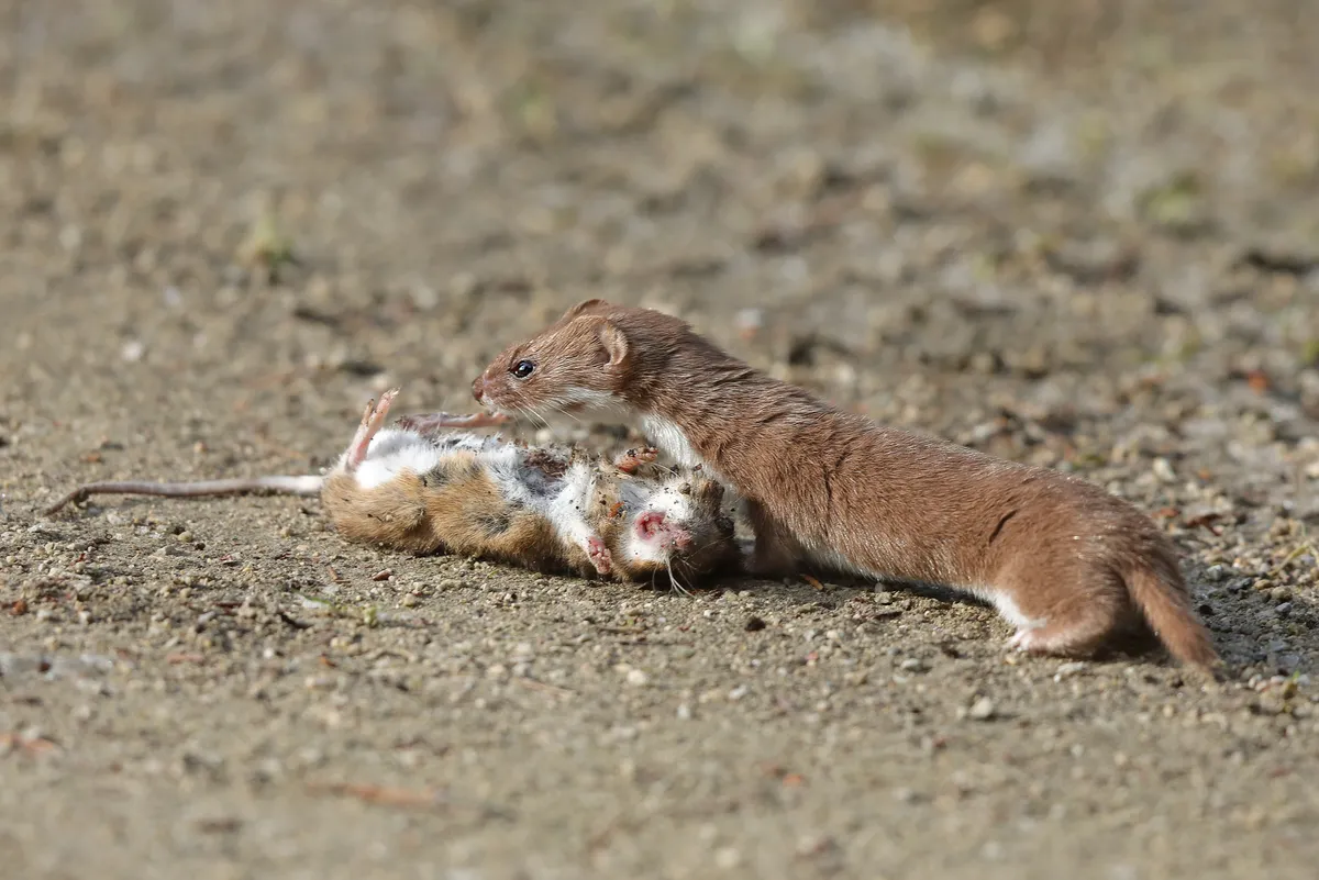 Weasel with a mouse it's just killed