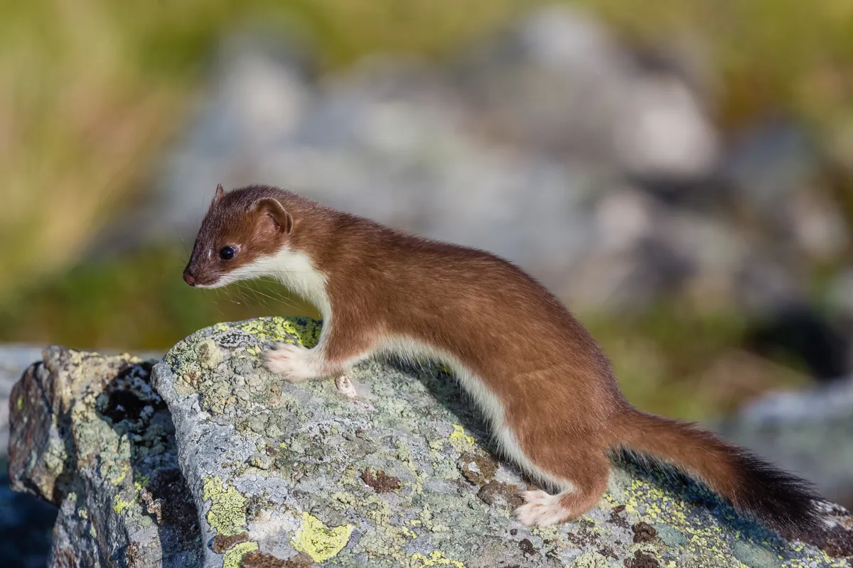 A stoat hunting on a rocky outcrop