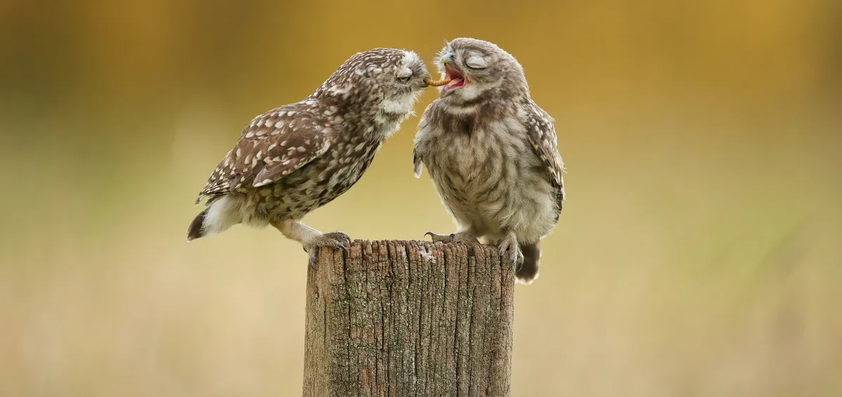 A young little owl being fed by one of its parents. © Mark Bridger/Getty Images