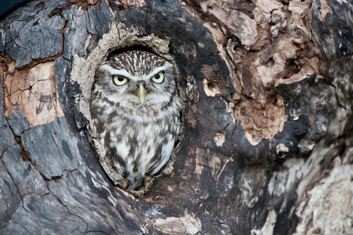 A little owl in a tree cavity in England, UK. © Mike Powles/Getty Images