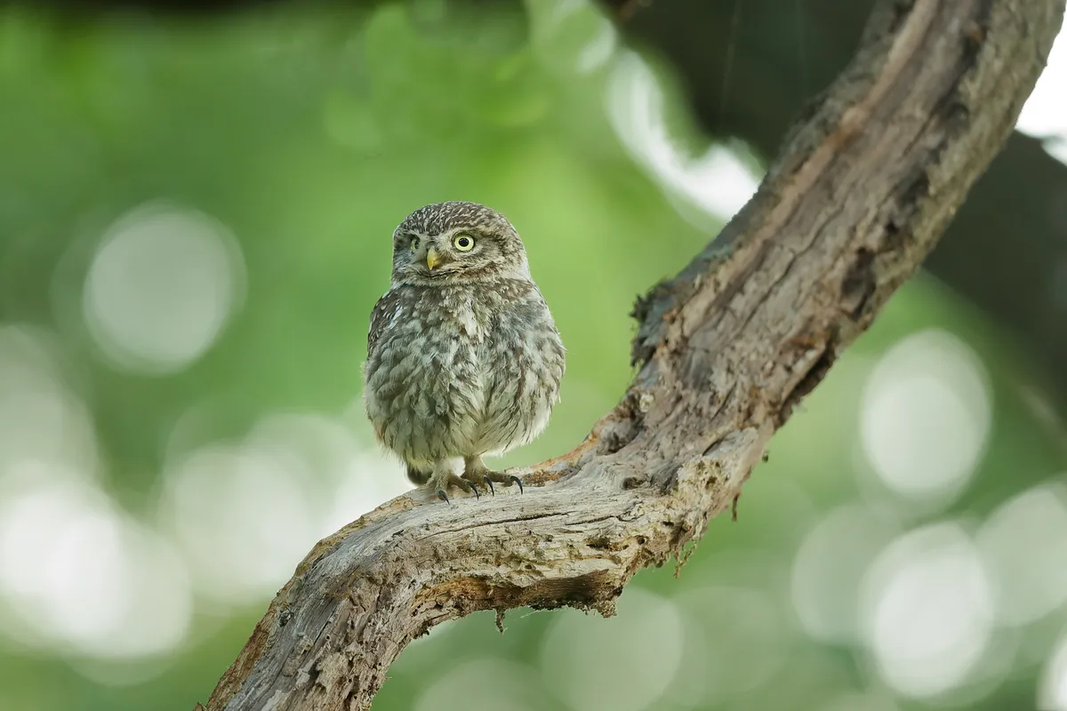 A little owl perched on a tree branch in Richmond, London, UK. © Edwin Godinho/EyeEm/Getty Images