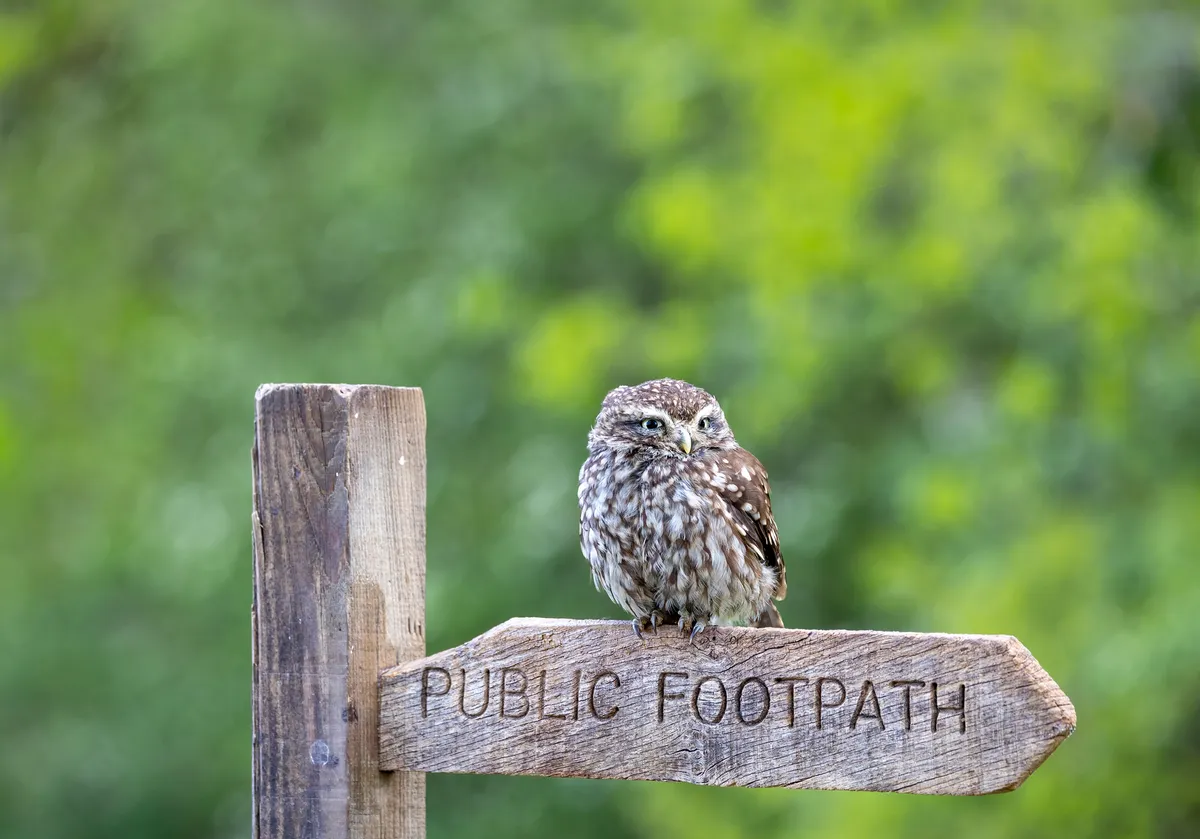 A little owl in Surrey, England, UK. © Lillian King/Getty Images