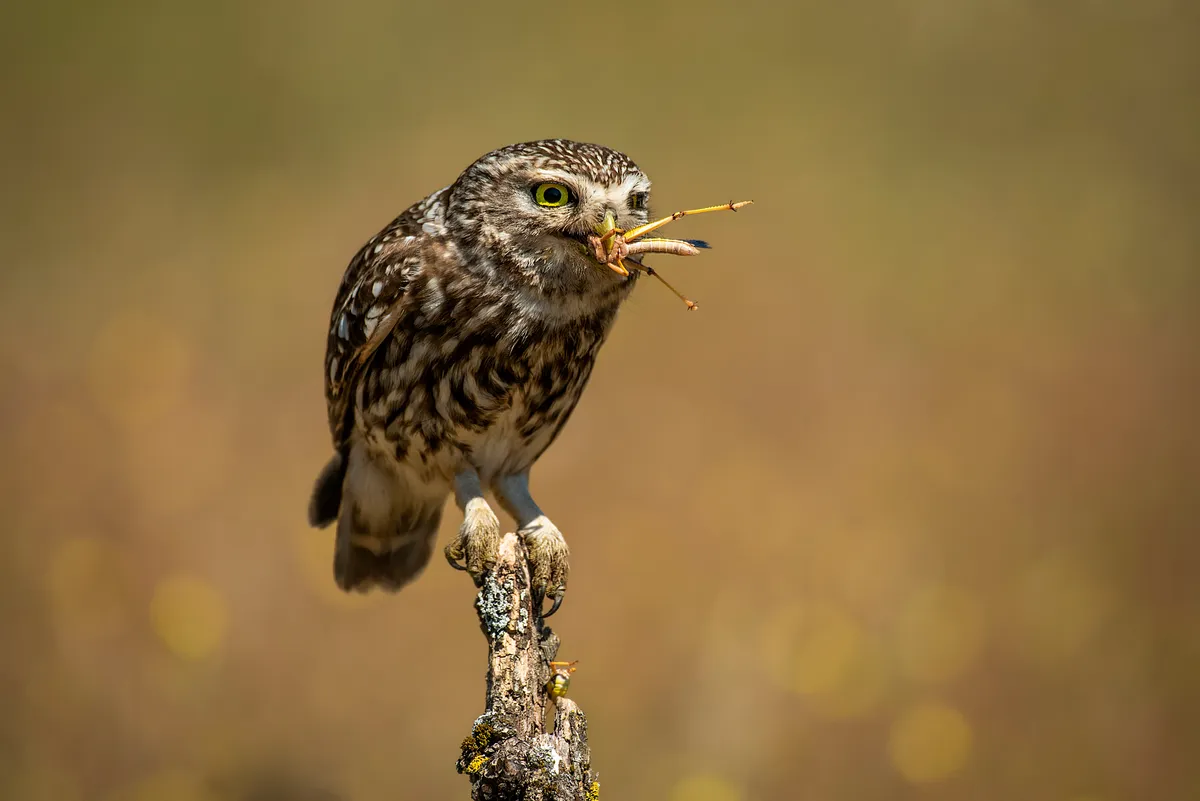 A little owl with Orthopteran prey. © Fernando Sanchez de Castro/500px/Getty Images