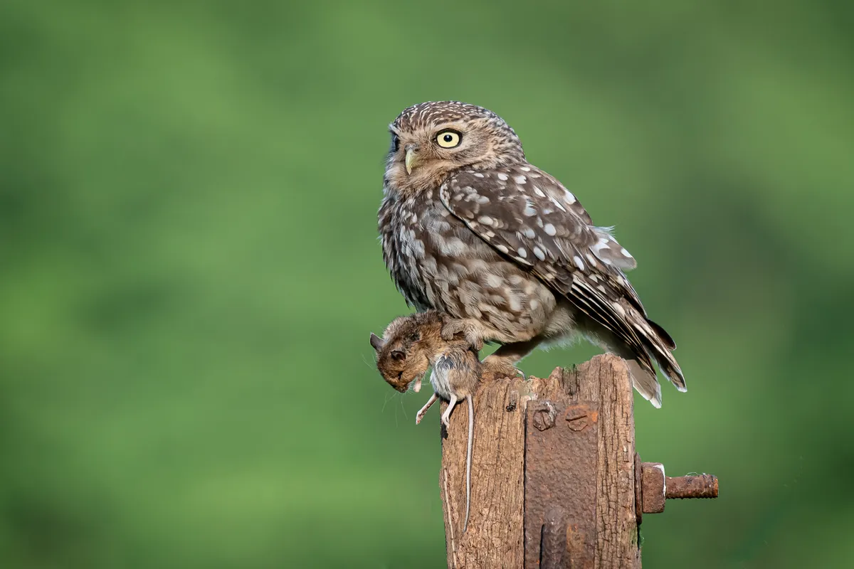 A little owl with a small mammal prey. © Gary Davis/500px/Getty Images