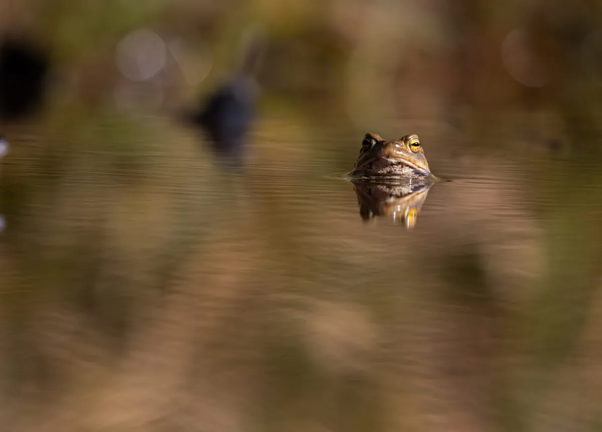 Common toad in the Lake District. © Matt Staniek