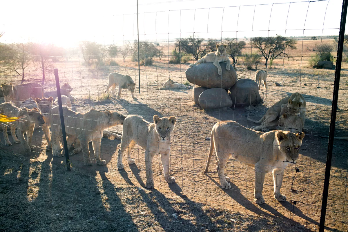 Lions rest at a breeding farm in South Africa. © Per-Anders Pettersson/Getty