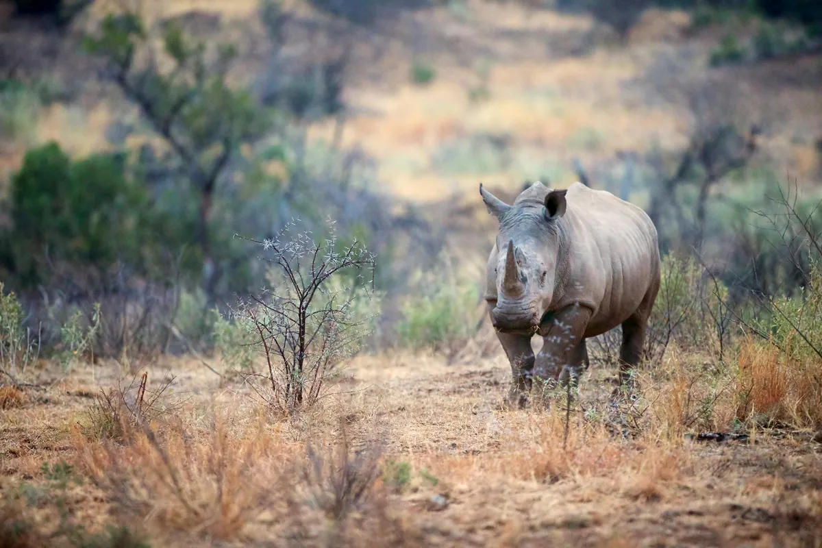 White rhino in South Africa. © Mark Bridger/Getty