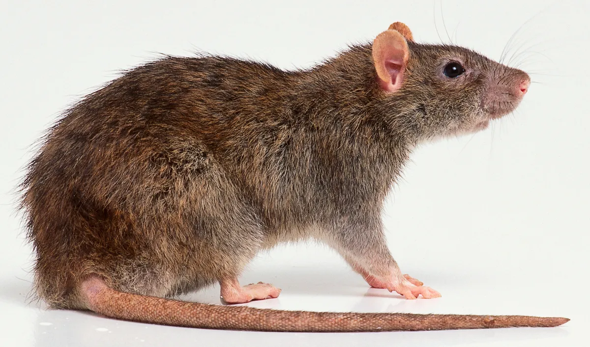 Side view of a Brown rat with typical long tail