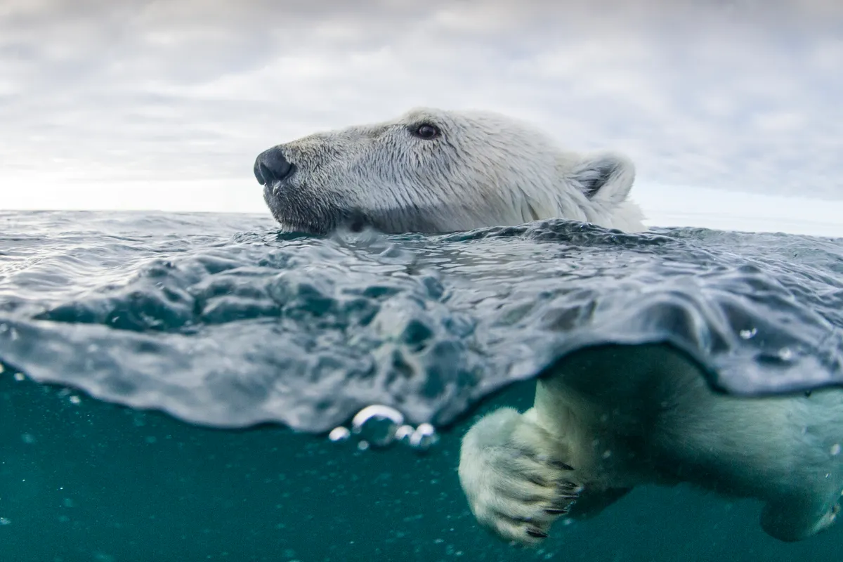 Unique Polar Bear Population Discovered in Greenland, Nature and Wildlife