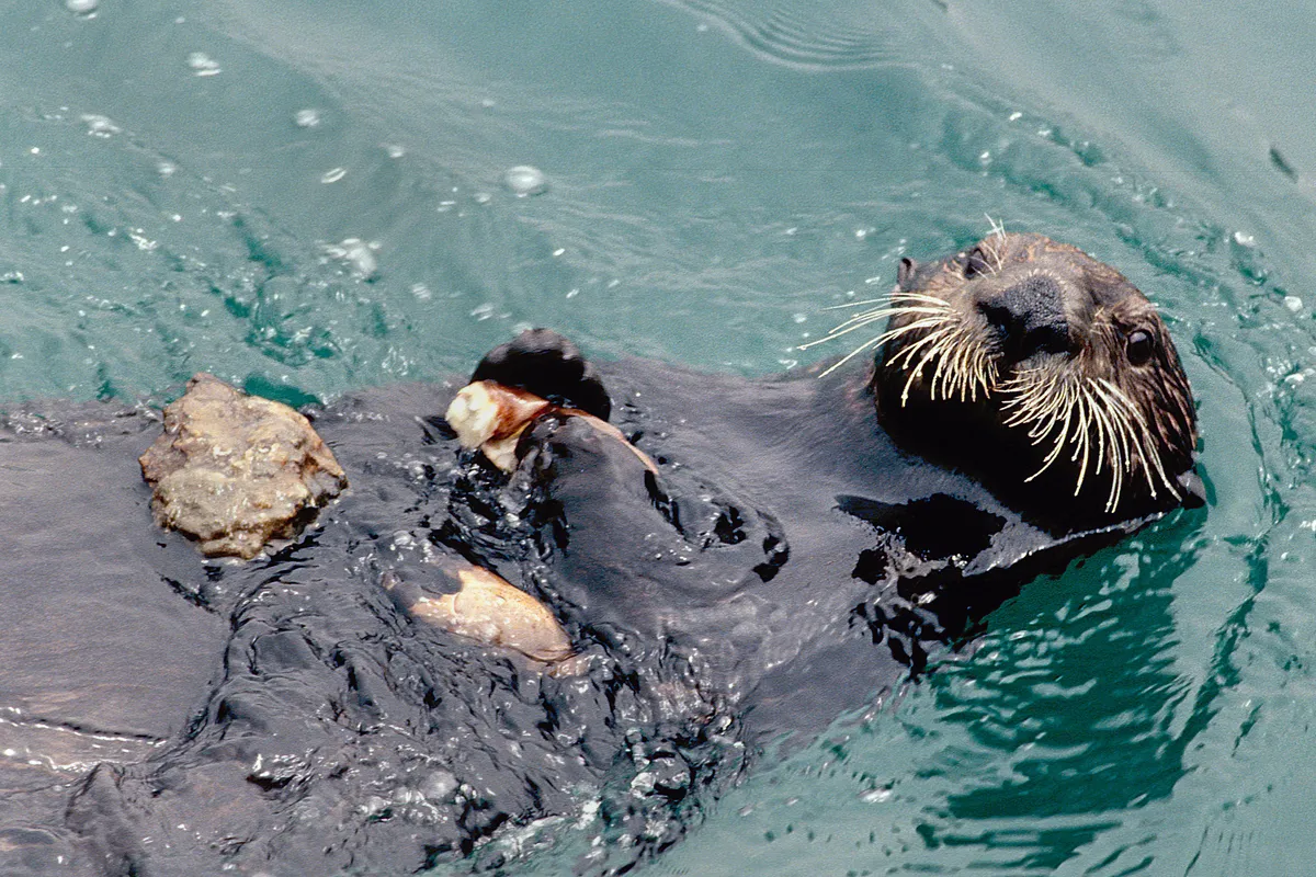 Sea otter eating a crab that it's cracked open on a stone