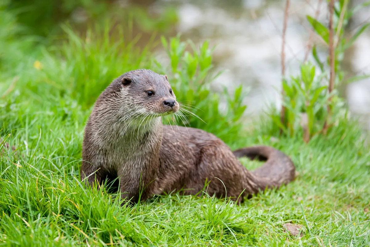Eurasian otter. © Ed Evans/Getty