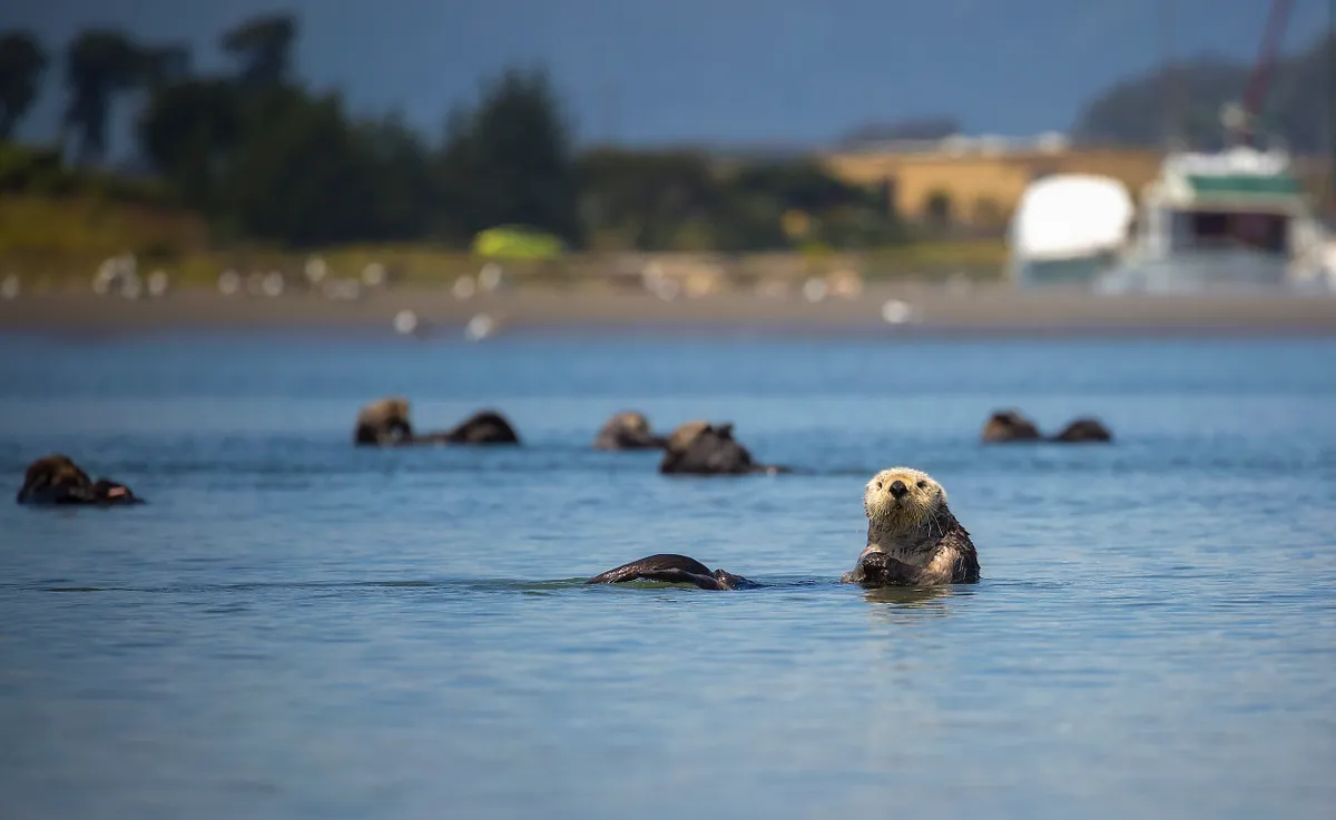 Southern sea otters float together as a raft in the waters of Moss Landing, California.