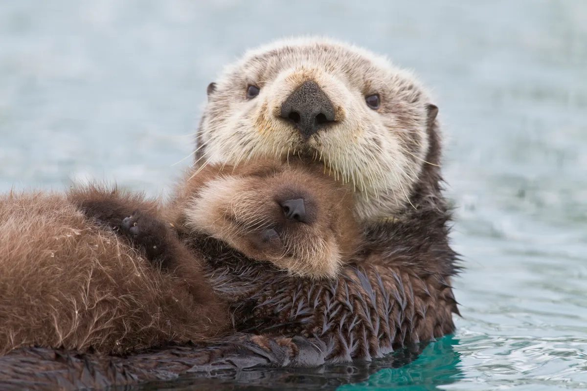Female Sea Otter Holding Newborn Pup Out Of Water in Prince William Sound, Alaska